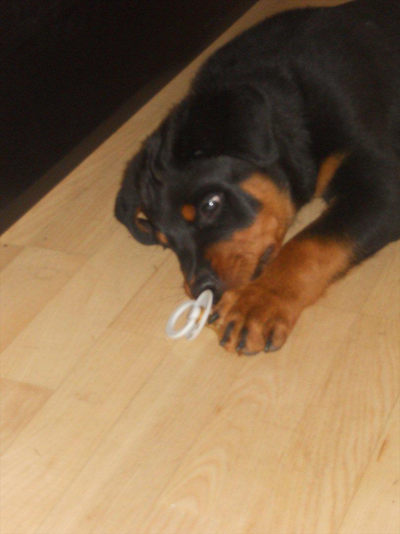 Rottweiler Bandit billede 5