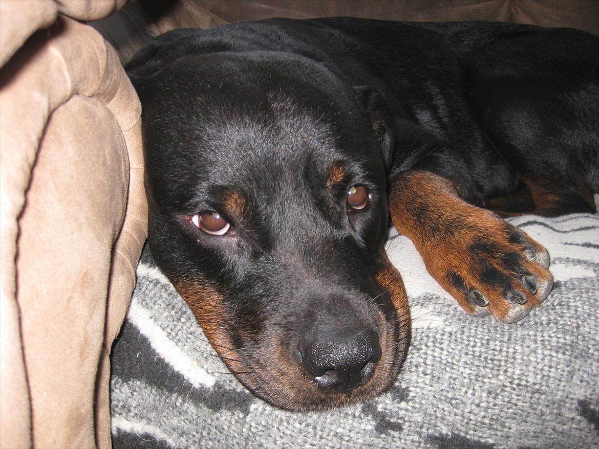 Rottweiler Sophi - putter billede 2