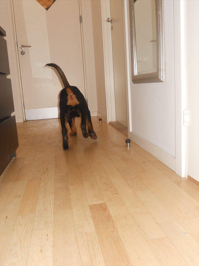 Rottweiler Bandit billede 6