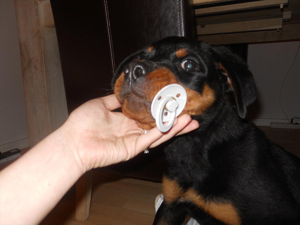 Rottweiler Bandit billede 7