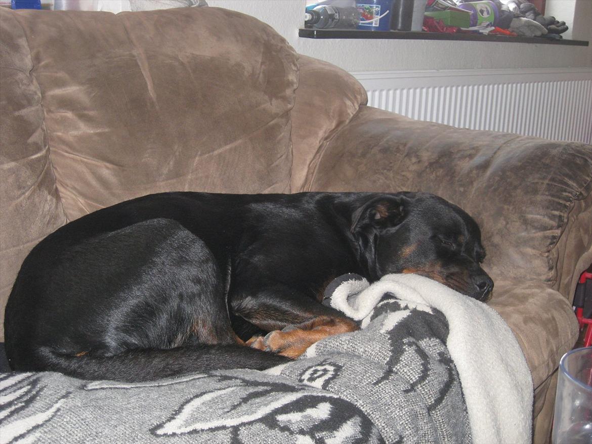 Rottweiler Sophi - god sofa billede 3