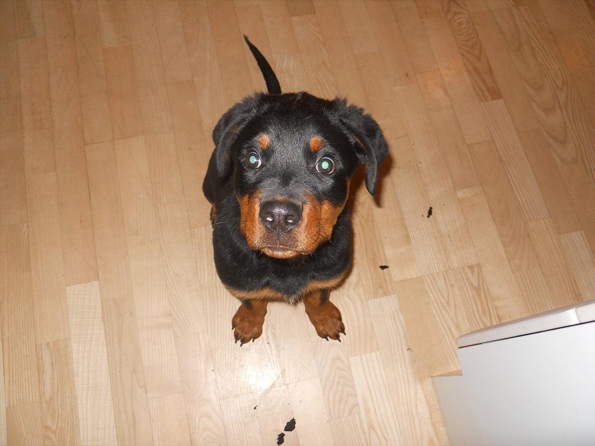 Rottweiler Bandit billede 8