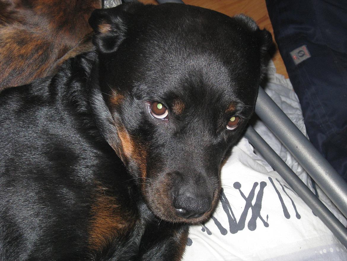 Rottweiler Sophi - putte hund billede 4
