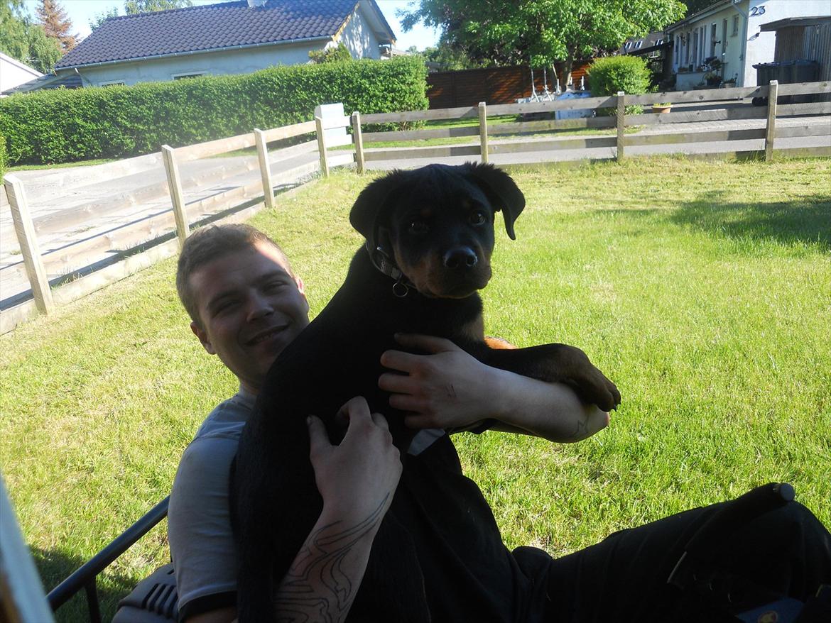 Rottweiler Bandit billede 9