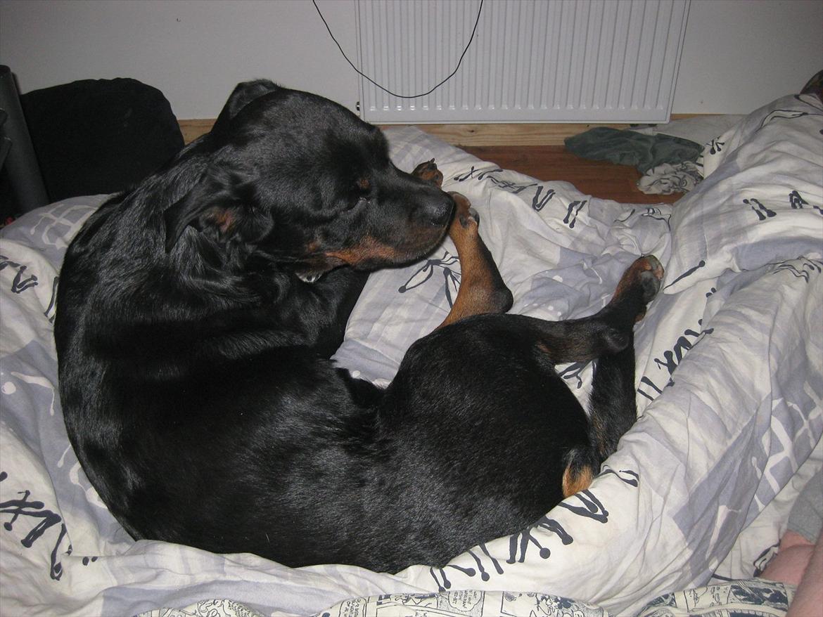 Rottweiler Sophi - kan da lige finde en lille plads til mig her oppe billede 5