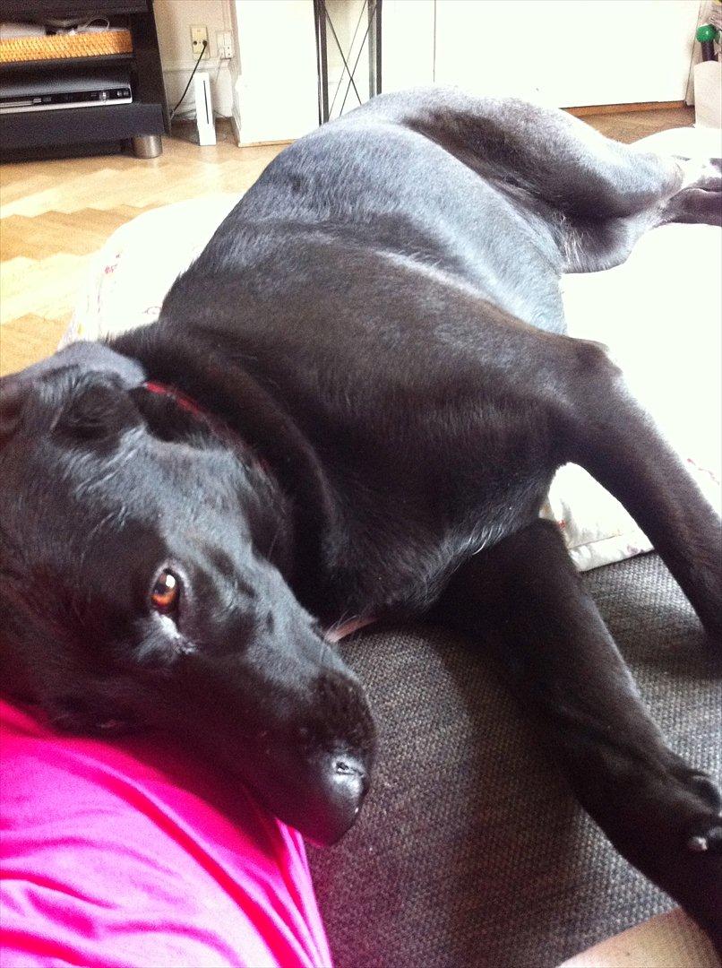 Blanding af racer Kinsa billede 1