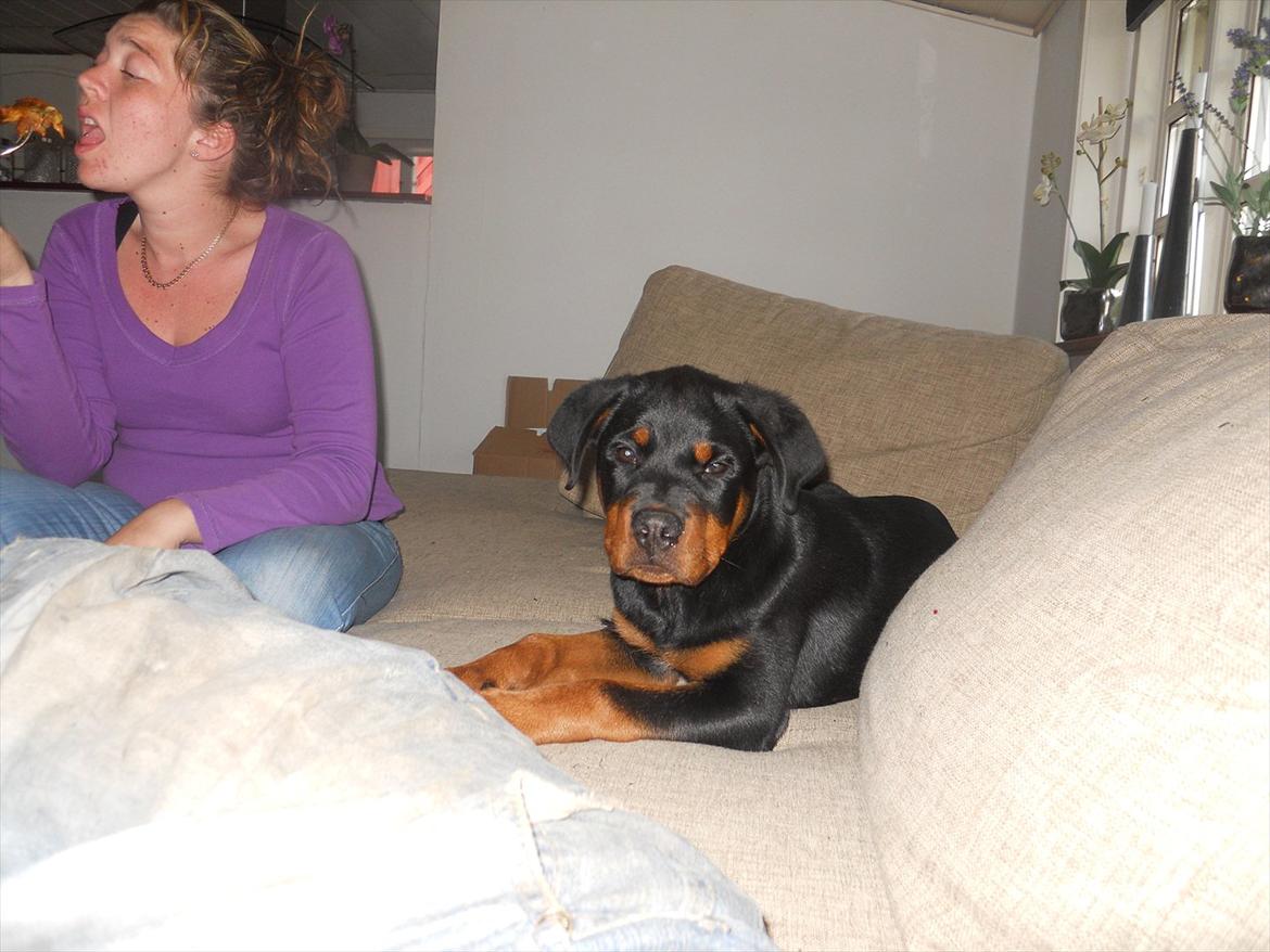 Rottweiler Bandit billede 10