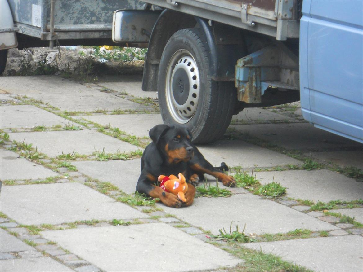Rottweiler Bandit billede 11