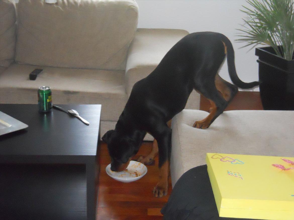 Rottweiler Bandit billede 12