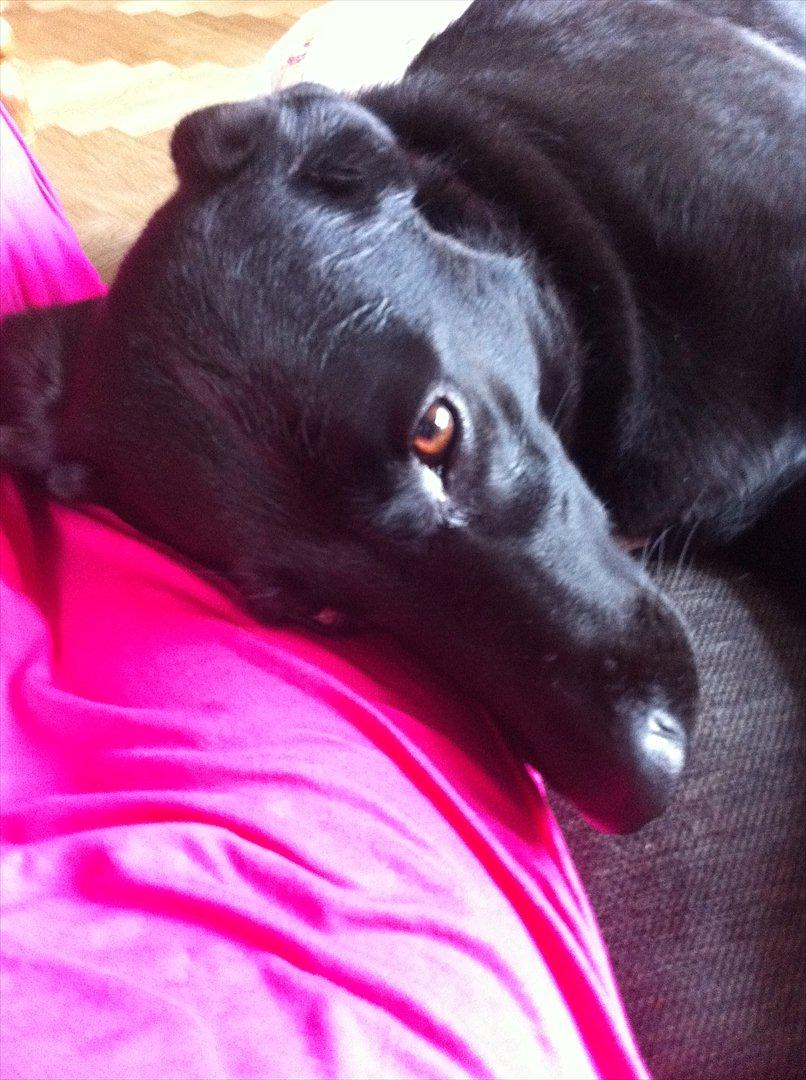 Blanding af racer Kinsa billede 2