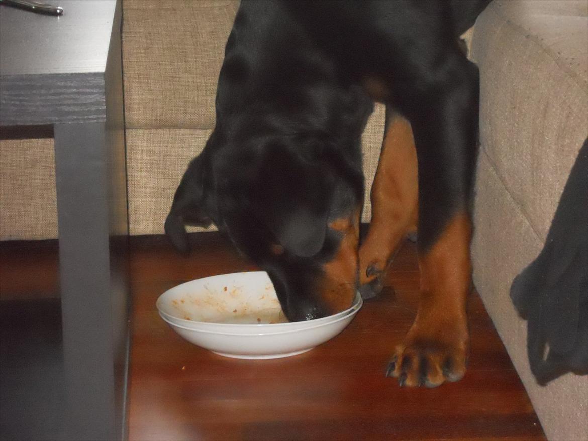 Rottweiler Bandit billede 13