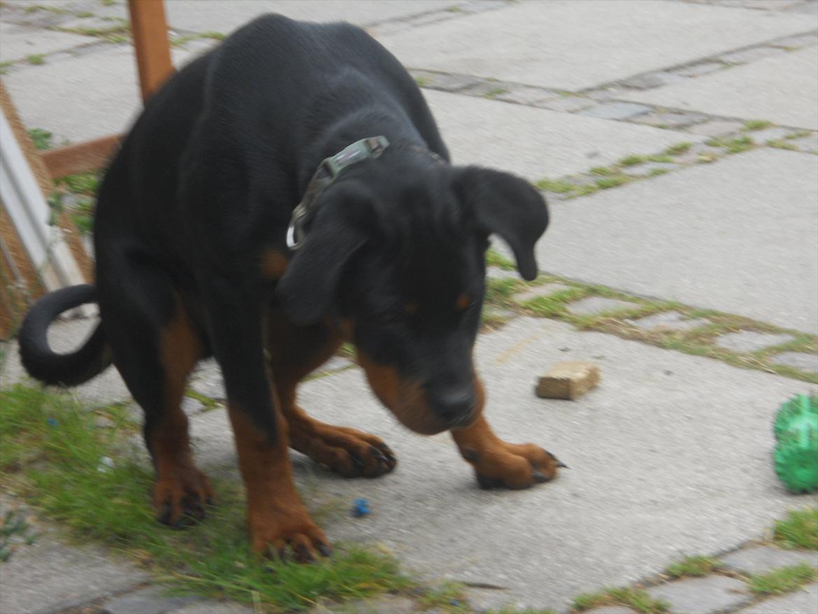 Rottweiler Bandit billede 14