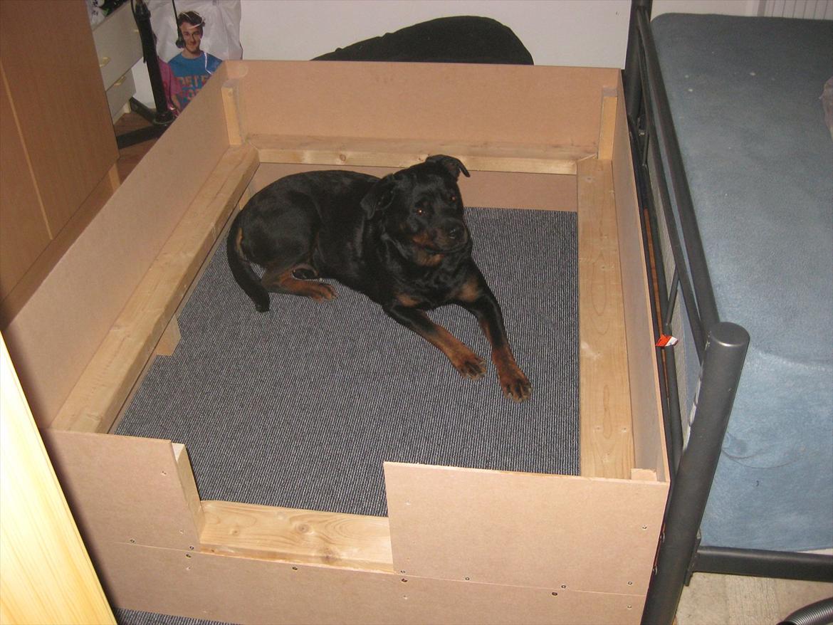 Rottweiler Sophi billede 6