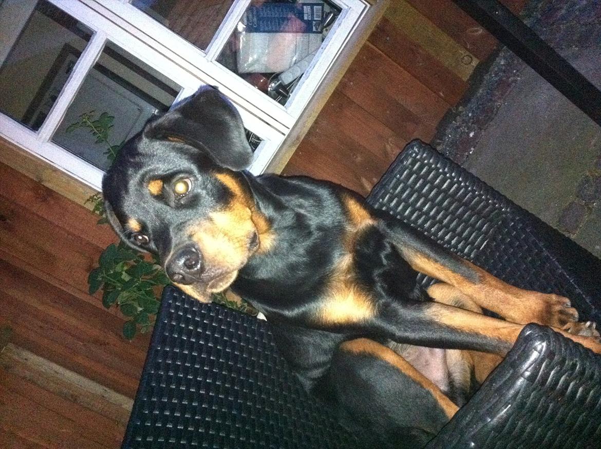 Rottweiler Bandit billede 15