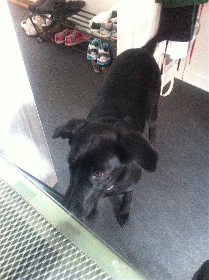 Blanding af racer Kinsa billede 3