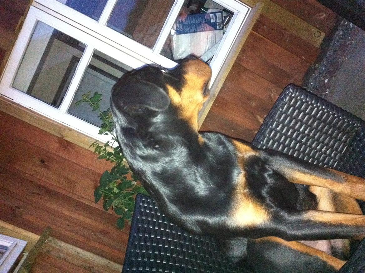 Rottweiler Bandit billede 16