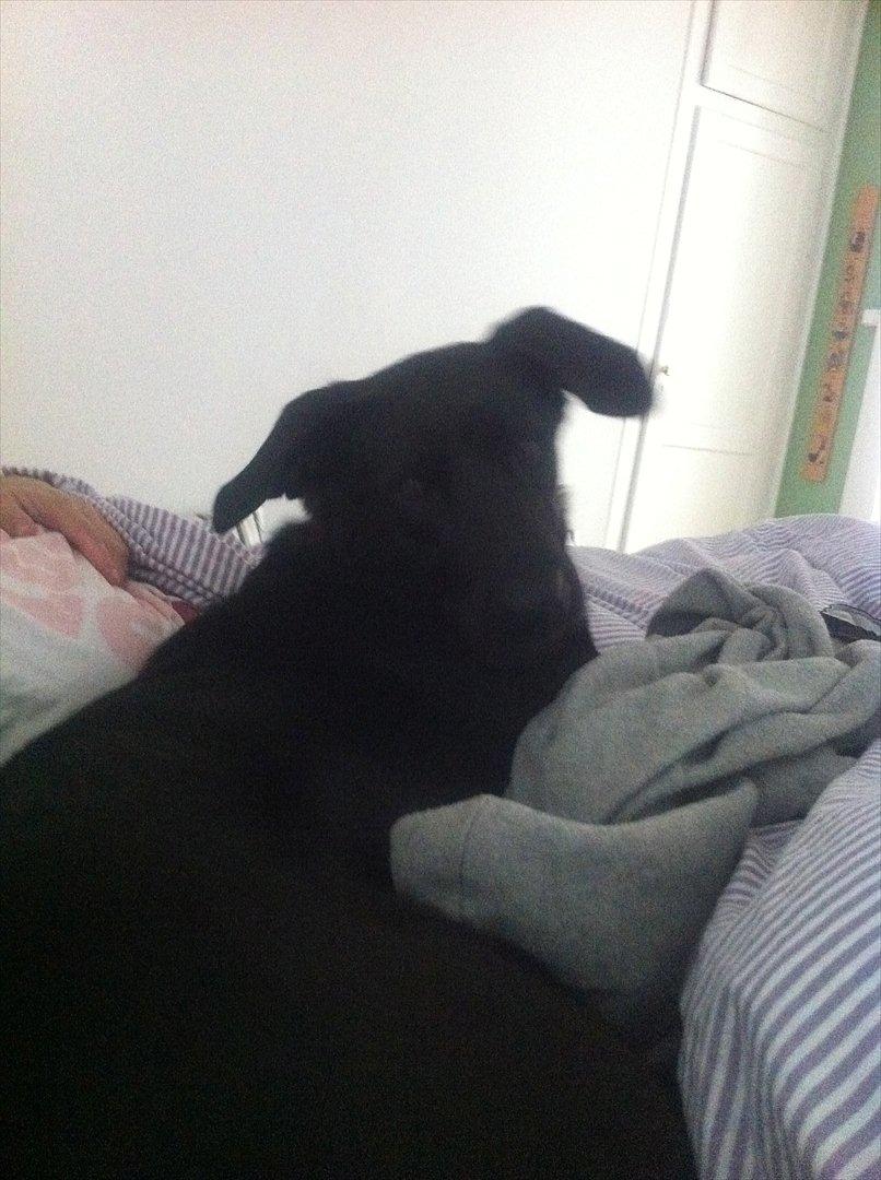 Blanding af racer Kinsa billede 4