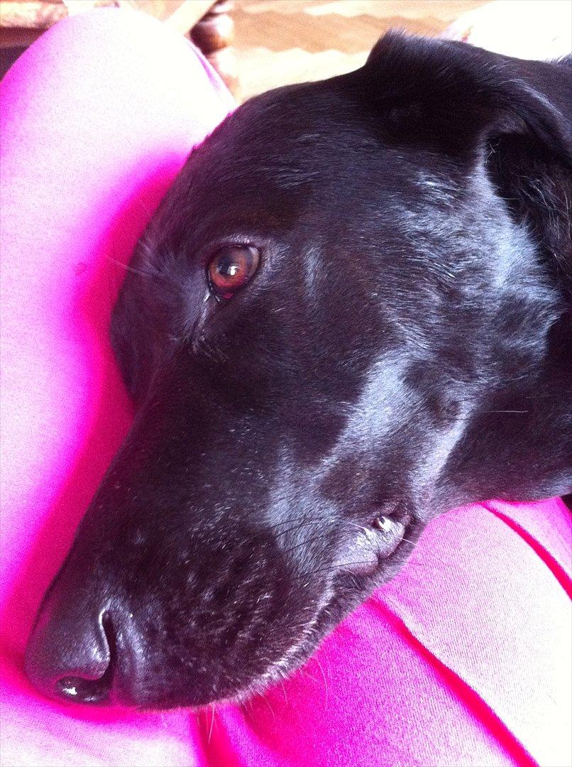 Blanding af racer Kinsa billede 5