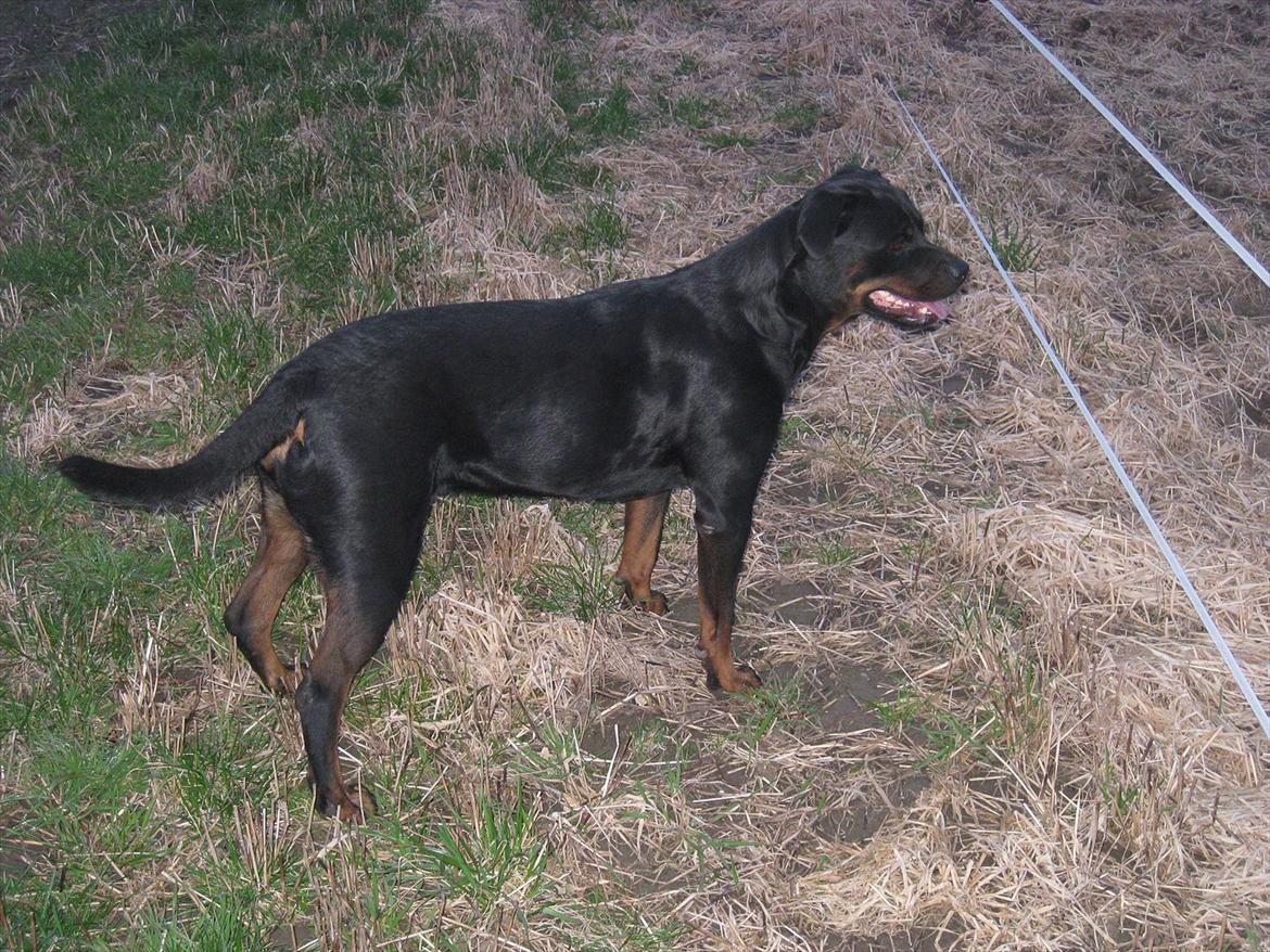 Rottweiler Sophi - ser lige på hestene billede 7