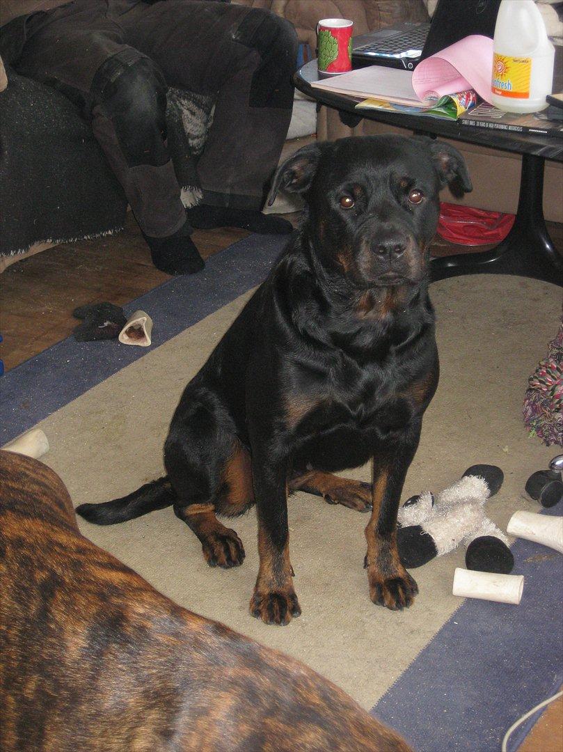 Rottweiler Sophi - flot er man billede 8