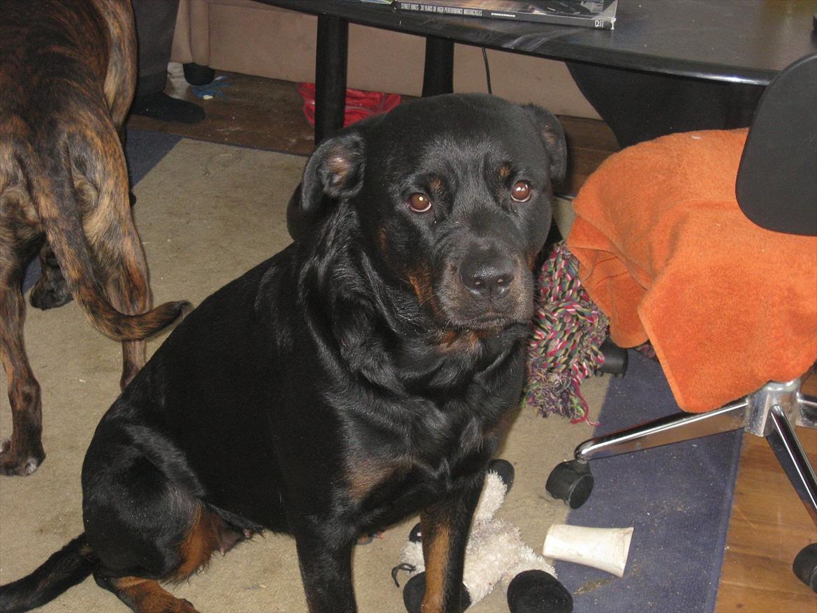 Rottweiler Sophi - ro er rat billede 9
