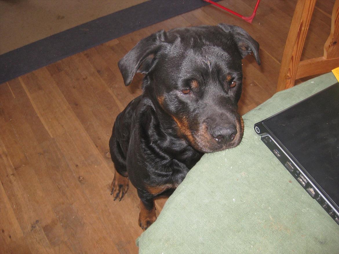 Rottweiler Sophi - katte er hvis der over billede 10