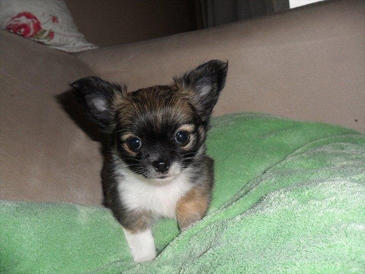 Chihuahua Martina´s Medina - Medina 7 uger 736 g. billede 12