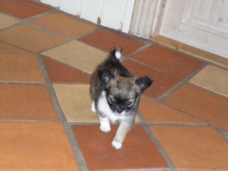 Chihuahua Martina´s Medina billede 10