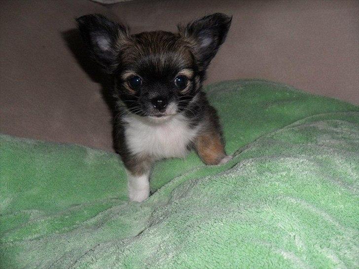 Chihuahua Martina´s Medina billede 11