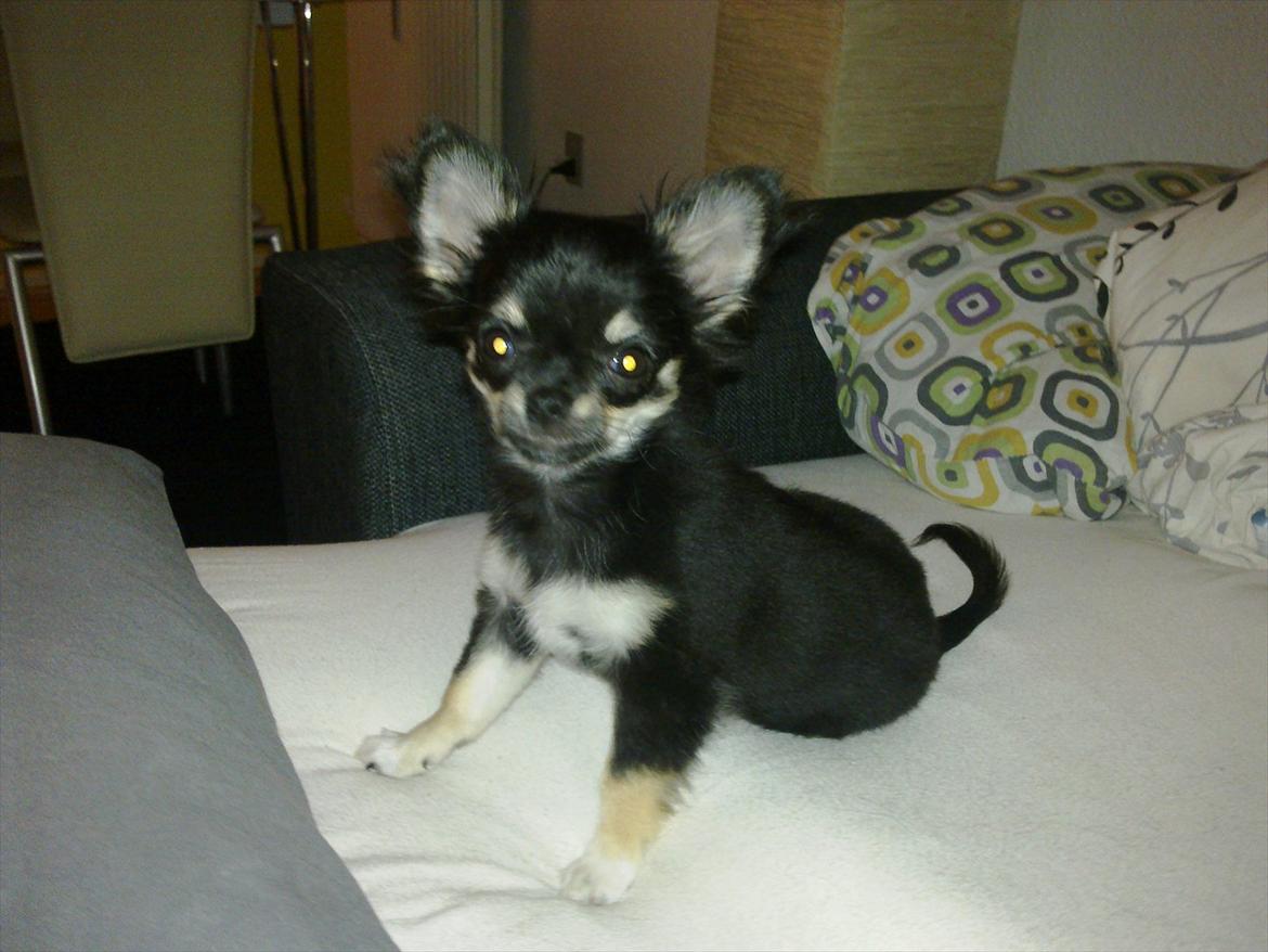 Chihuahua Charlie - Charlie 16 uger. billede 13