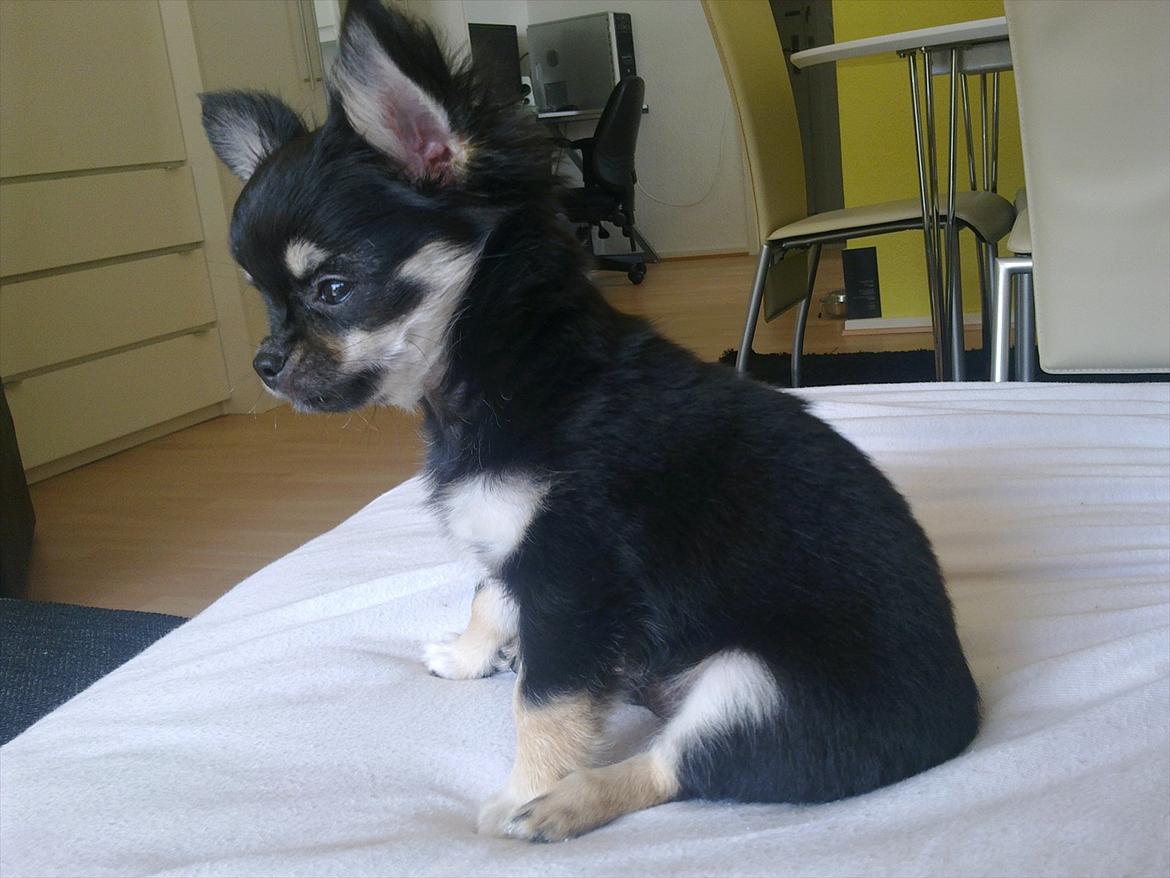 Chihuahua Charlie - Charlie 12 uger. billede 16