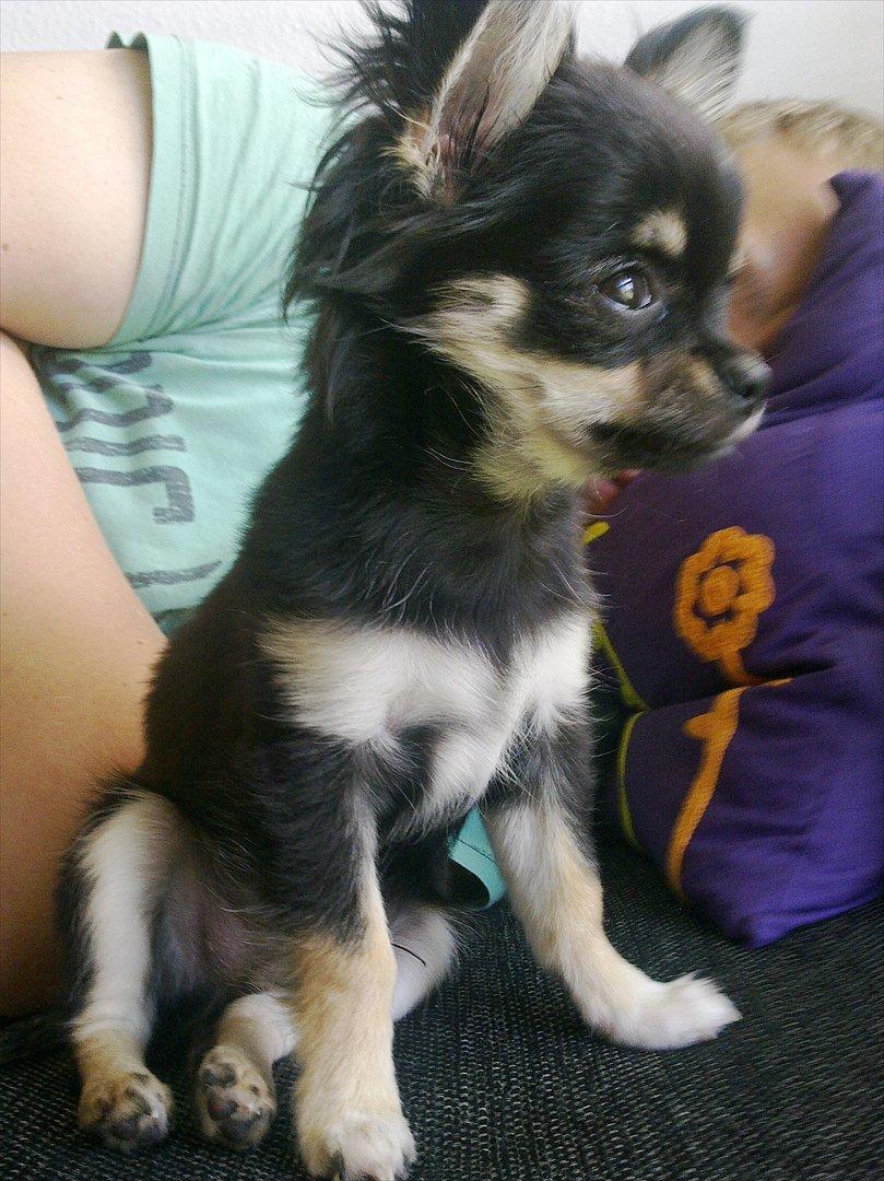 Chihuahua Charlie - Charlie 16 uger. billede 12