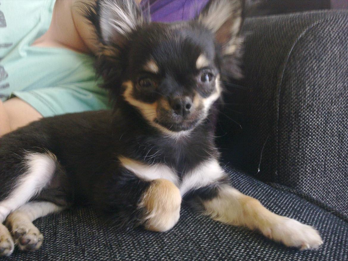 Chihuahua Charlie - Charlie 16 uger. billede 15