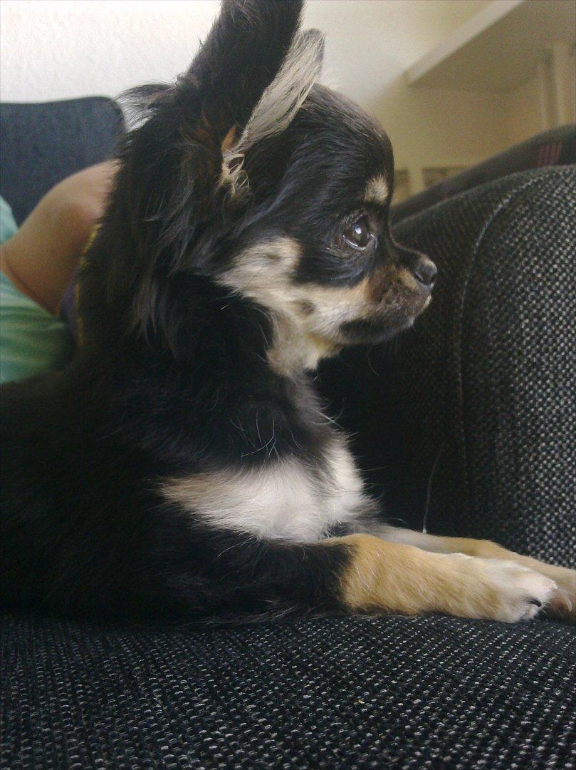 Chihuahua Charlie - Charlie 16 uger. billede 14