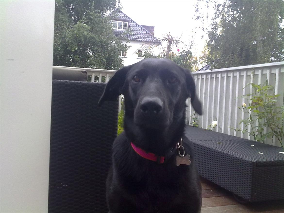 Blanding af racer Kinsa billede 6