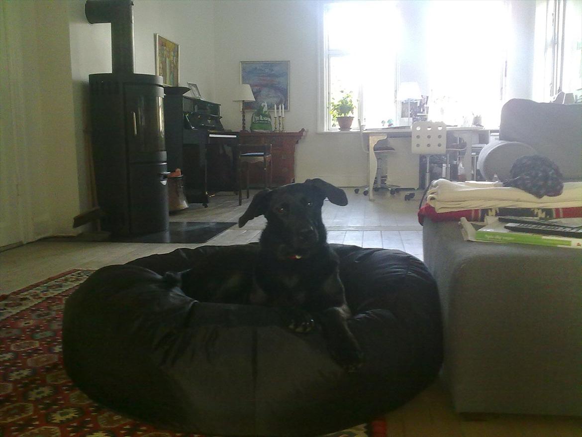 Blanding af racer Kinsa billede 7