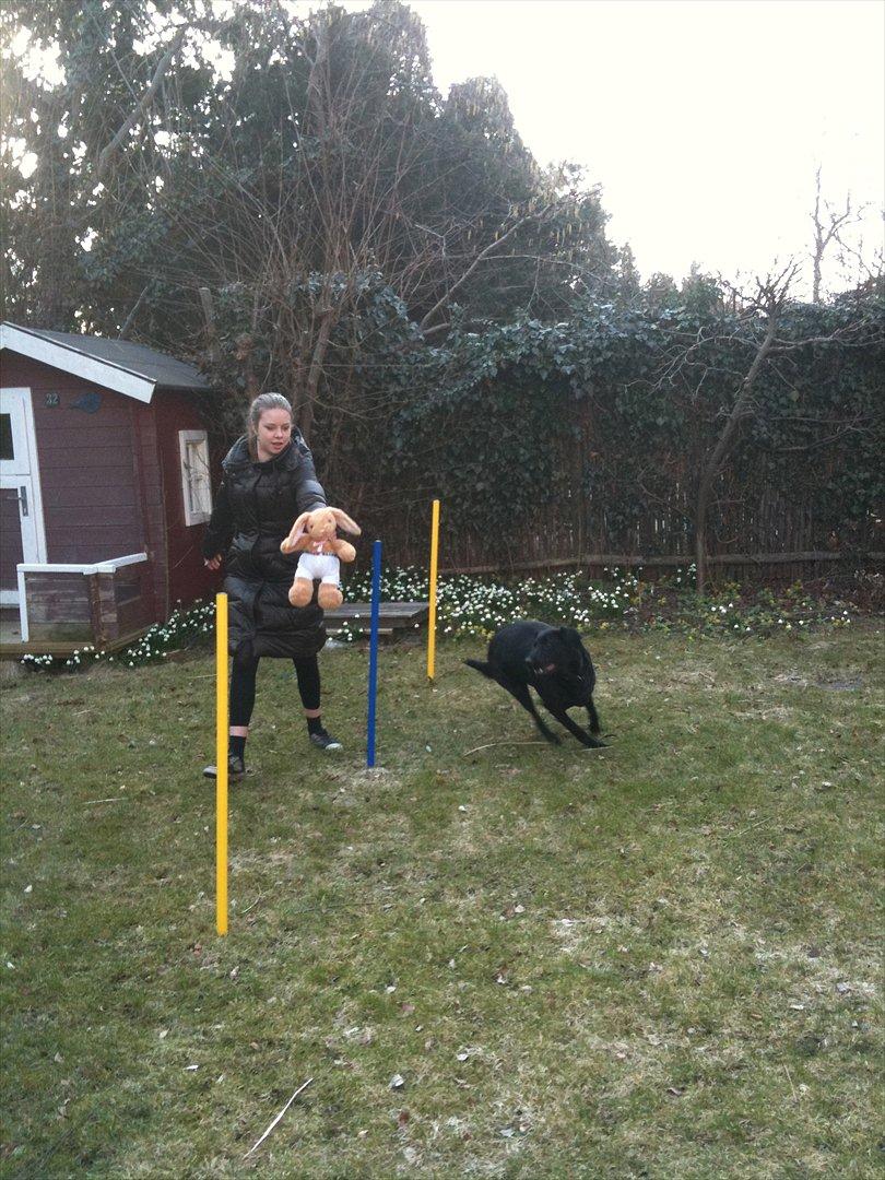 Blanding af racer Kinsa billede 8