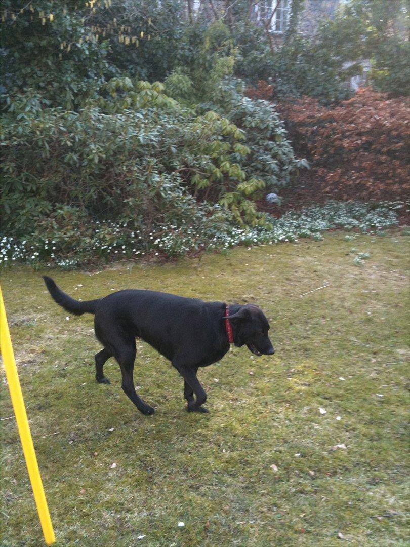 Blanding af racer Kinsa billede 9