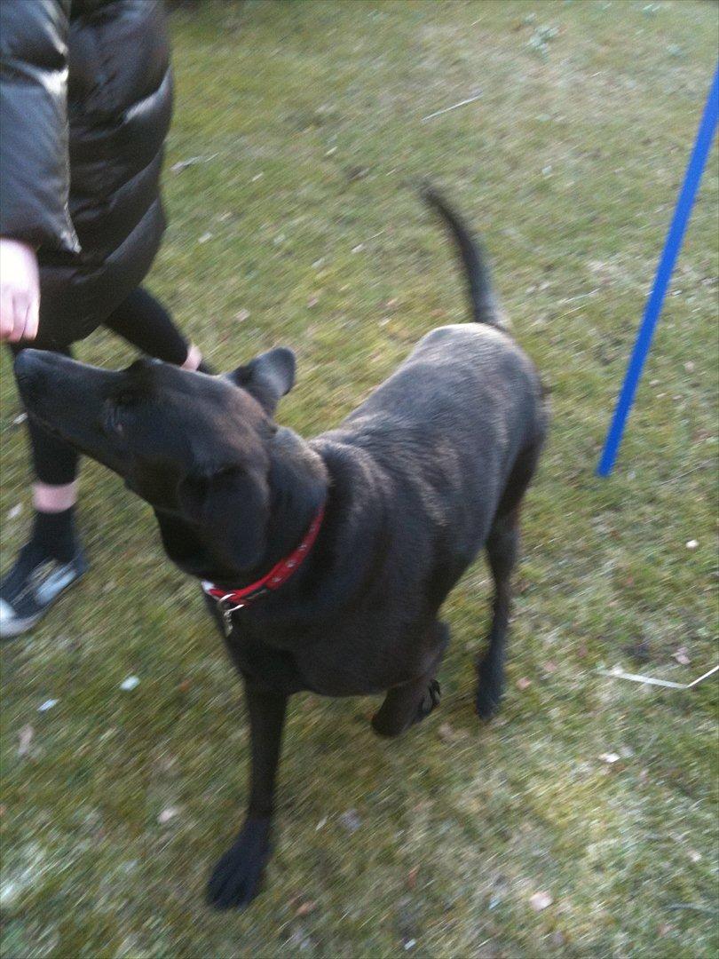 Blanding af racer Kinsa billede 10