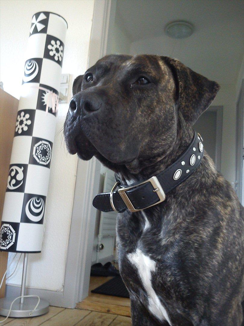 Dogo canario Lia billede 1