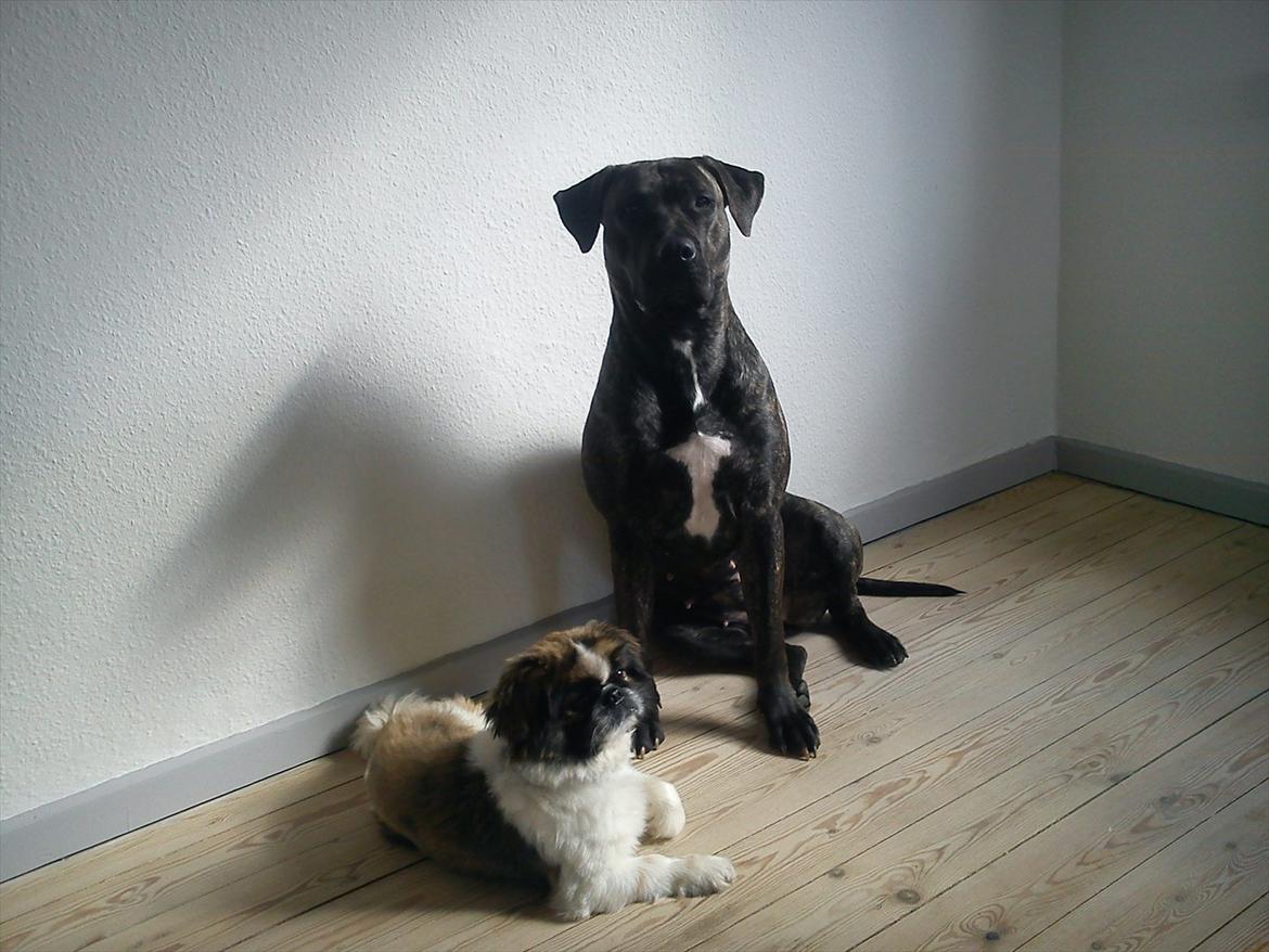 Dogo canario Lia billede 2