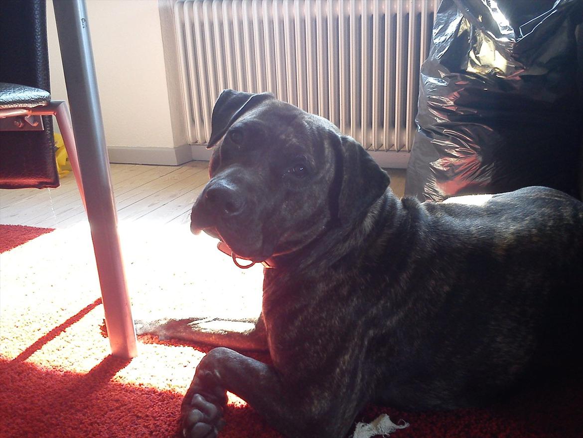 Dogo canario Lia billede 3