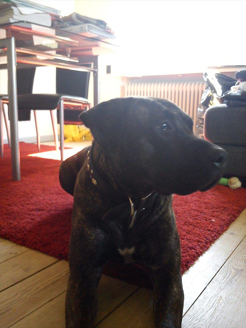 Dogo canario Lia billede 4