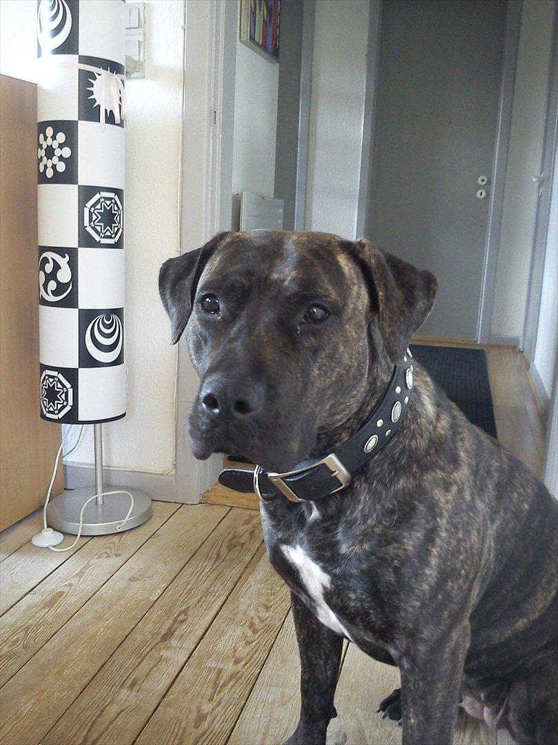 Dogo canario Lia billede 5