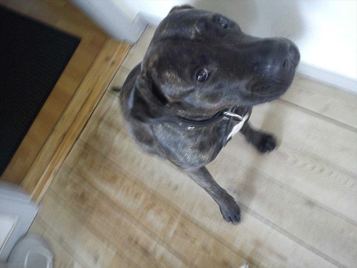 Dogo canario Lia billede 6