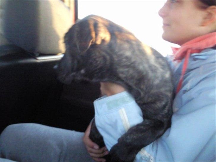 Dogo canario Lia billede 7