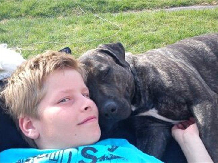 Dogo canario Lia billede 8