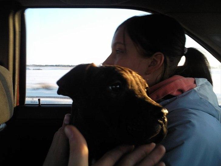 Dogo canario Lia billede 9