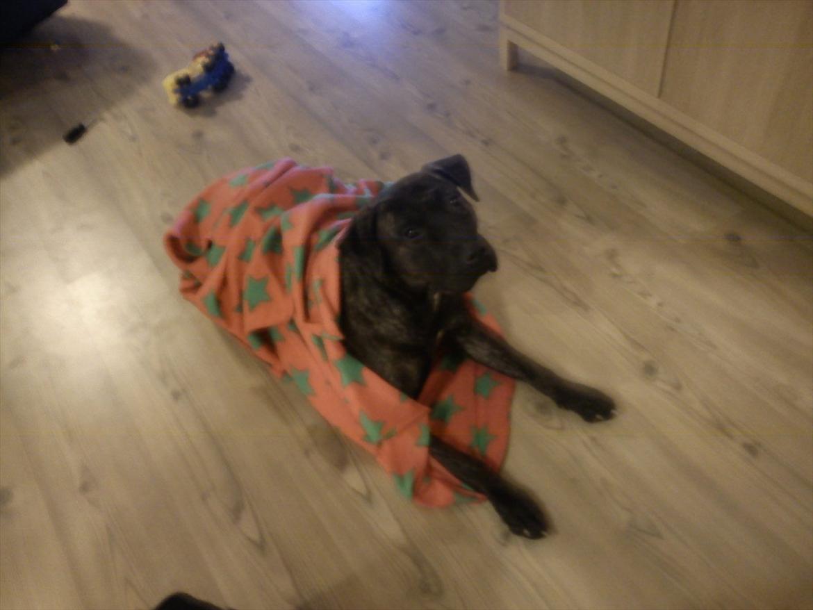 Dogo canario Lia billede 10