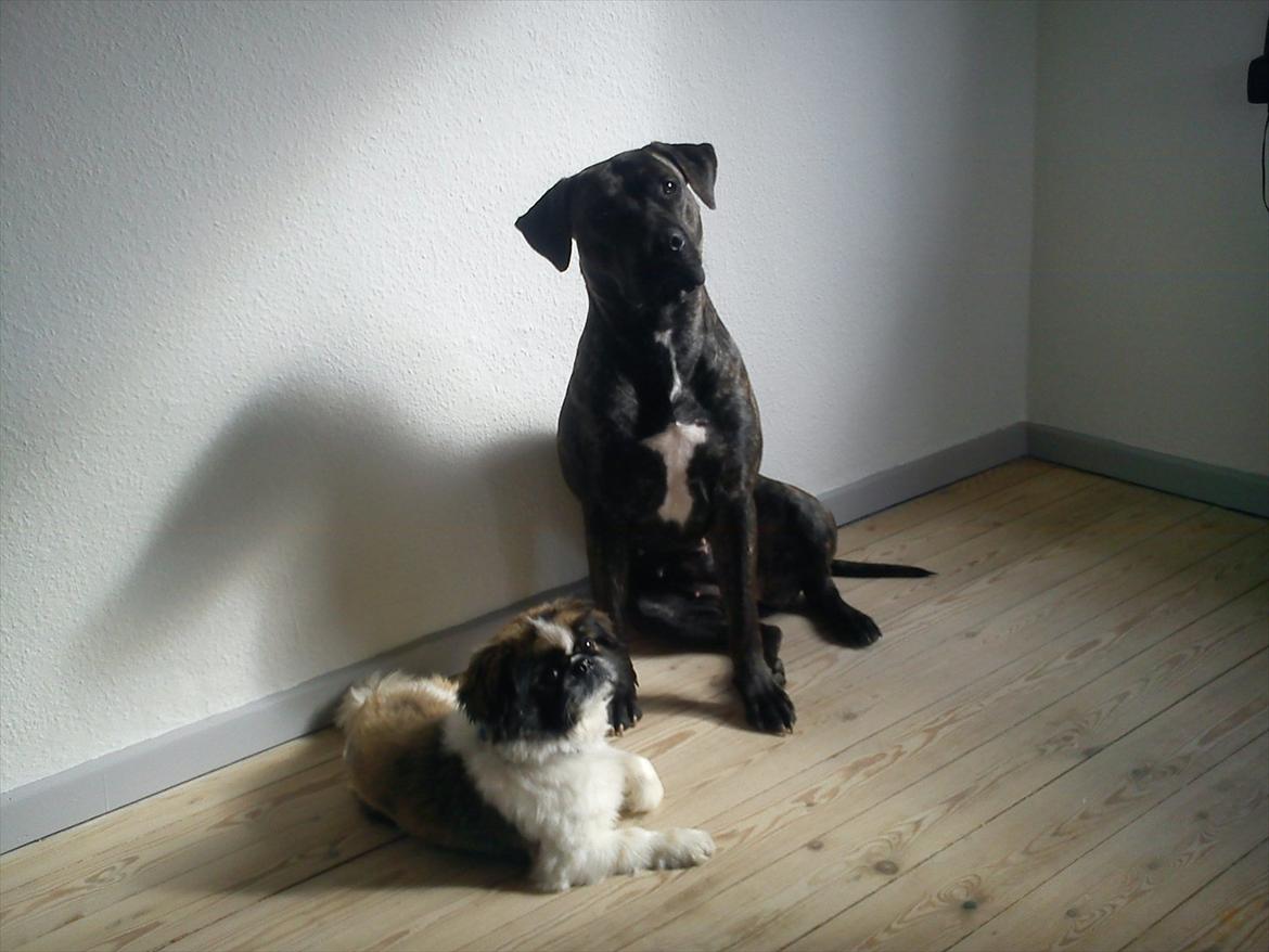 Dogo canario Lia billede 11